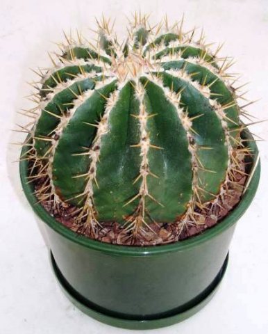 ferocactus_schwarzii